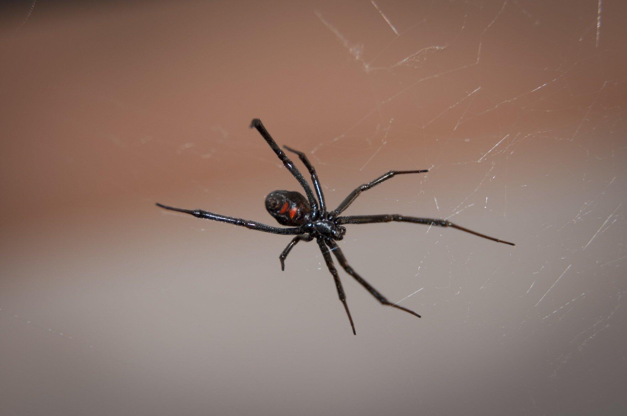 Common Spiders in Tennessee and How to Keep Them From Being Pests