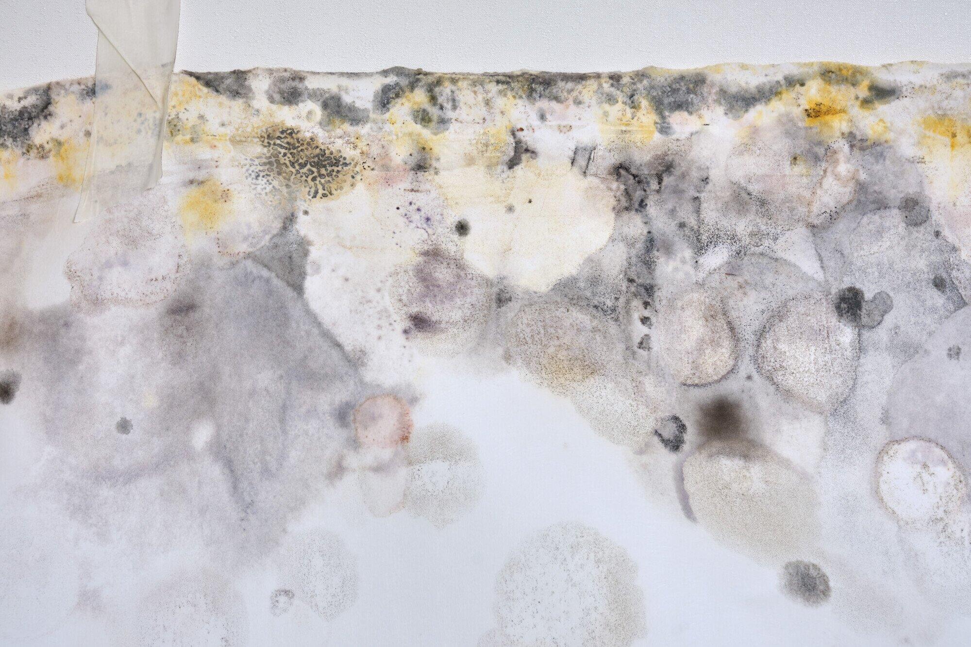 Can You Sell a House with Mold? What You Need to Know