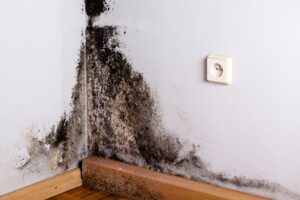 can you sell a house with mold